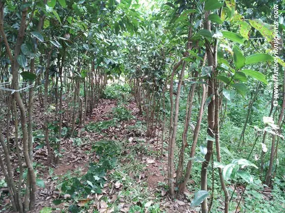 Certified Organic Ceylon Cinnamon Powder from Sri Lanka - Image 4