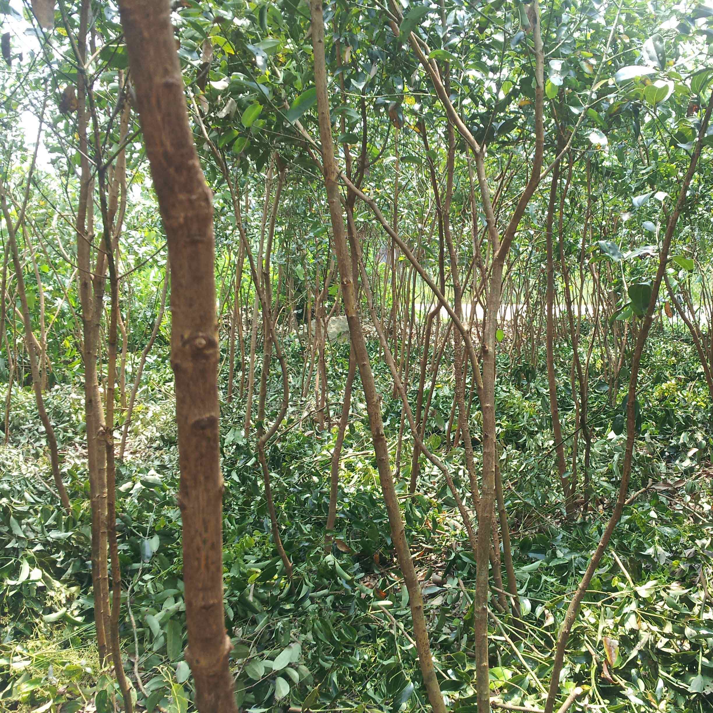 Корица шри ланка. Коричное дерево Шри-Ланка. Cinnamomum zeylanicum. Синнамон Шри Ланка. Дерево корица Шри Ланки.