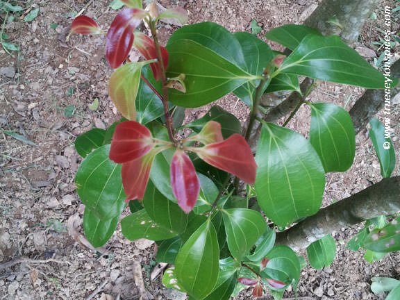 Ceylon-cinnamon-plant 
