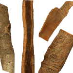 Chinese cassia (Cinnamomum cassia syn. C. aromaticum)