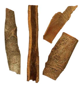 Cinnamomum_aromaticum