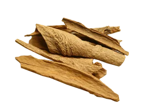 Cinnamomum_loureiroi