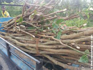 Harvested-cinnamon-stick-ready-to-transport