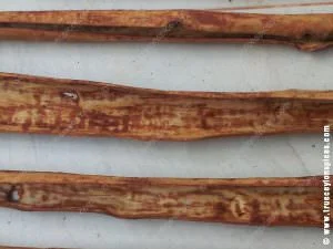 Separated-inner-bark-of-Sri-Lankan-cinnamon