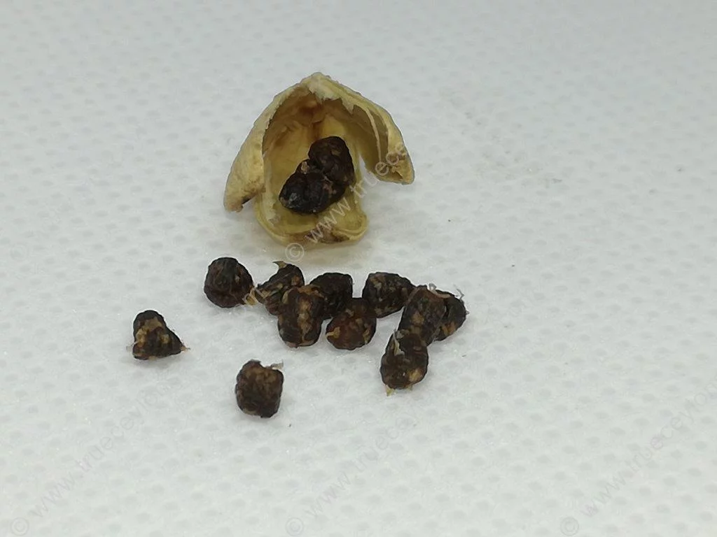 Lanka Green Cardamom - Image 4