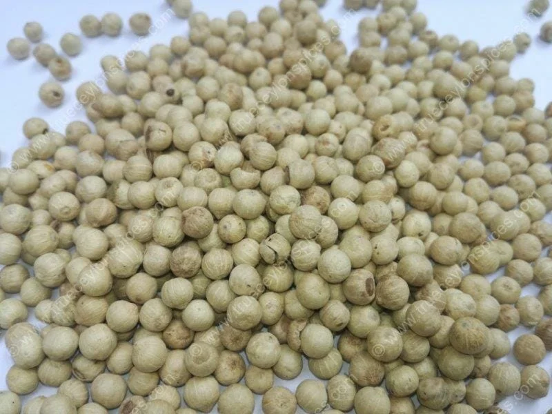 Certified Organic Sri Lankan White Pepper (Un-bleached Peppercorns) - Image 3